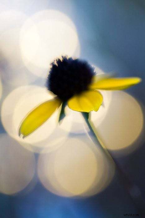 Master Macro Photography Post-Processing: Step-by-Step for Stunning Results