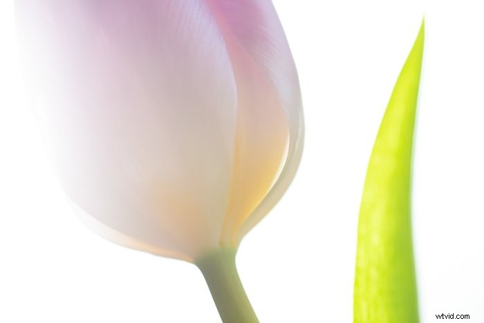 Master Macro Photography Post-Processing: Step-by-Step for Stunning Results