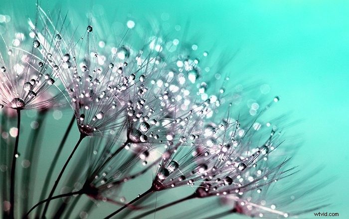 Master Macro Photo Editing in Lightroom: Pro Tips for Stunning Results