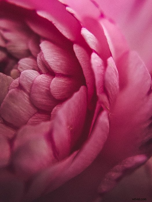 Master Macro Photo Editing in Lightroom: Pro Tips for Stunning Results