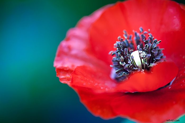 Master Macro Photo Editing in Lightroom: Pro Tips for Stunning Results