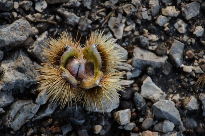 Master Lightroom s Adjustment Brush: Step-by-Step Guide to Precise Photo Edits