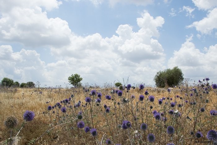 Master Lightroom s Adjustment Brush: Step-by-Step Guide to Precise Photo Edits