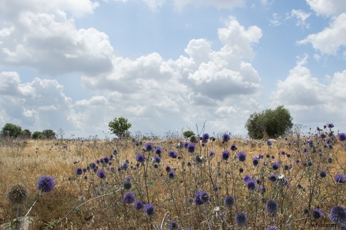 Master Lightroom s Adjustment Brush: Step-by-Step Guide to Precise Photo Edits