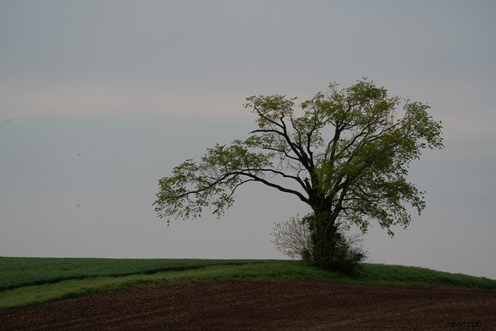 Lightroom vs. Photoshop: Which Photo Editor is Best for You?