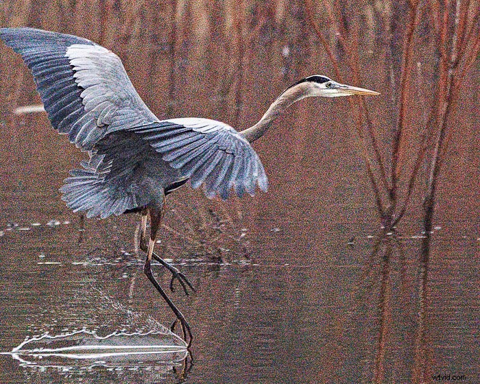 Top Noise Reduction Software for Photographers: Eliminate Grain for Crystal-Clear Images