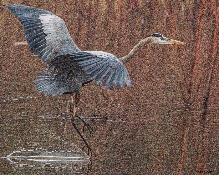 Top Noise Reduction Software for Photographers: Eliminate Grain for Crystal-Clear Images