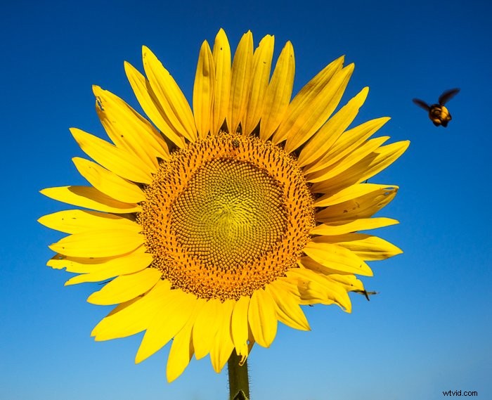 Master Color Blending in Photoshop: Step-by-Step Guide