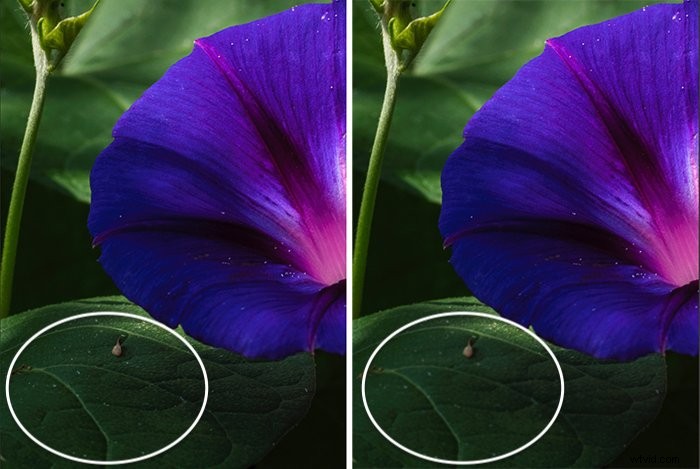 Master the Blur Tool in Photoshop: Step-by-Step Tutorial