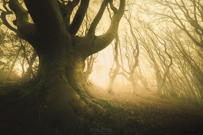 Master Tree Photography: Complete Guide from Planning to Post-Processing