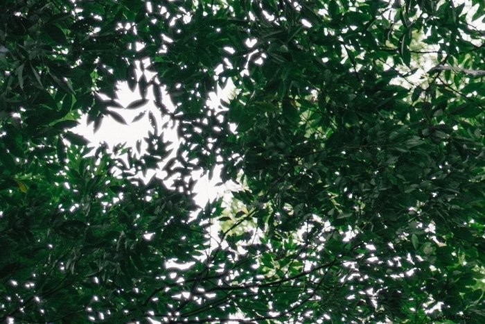 Effortlessly Remove Chromatic Aberration in Photoshop: Pro Step-by-Step Guide