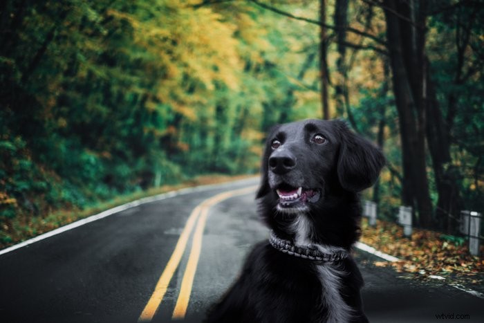 Master Photoshop s Quick Selection Tool: Step-by-Step Tutorial