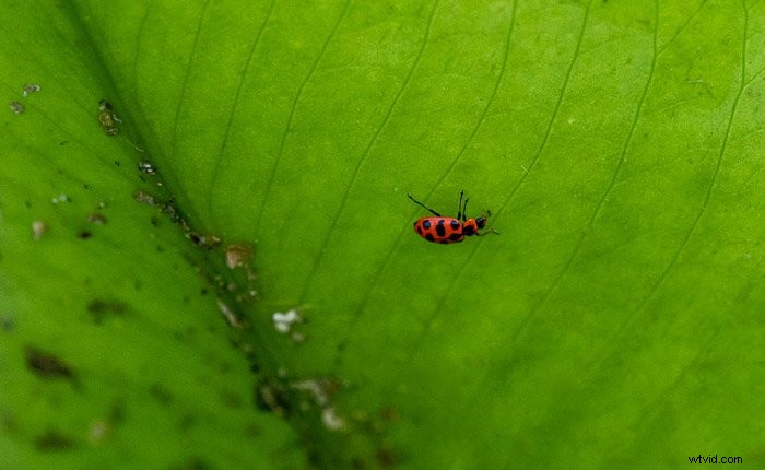 Master Photoshop s Spot Healing Brush Tool: Step-by-Step Guide