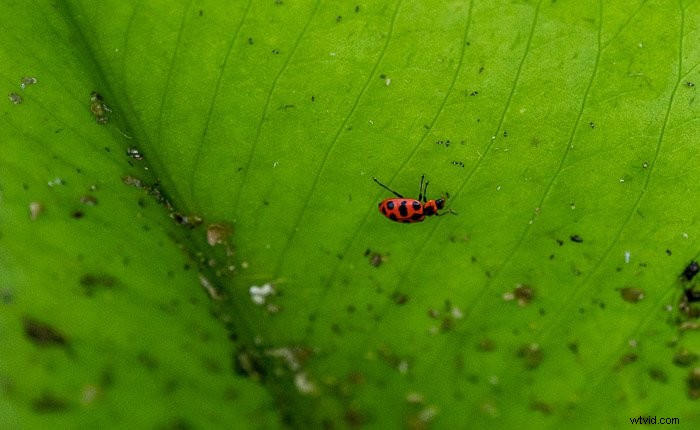 Master Photoshop s Spot Healing Brush Tool: Step-by-Step Guide