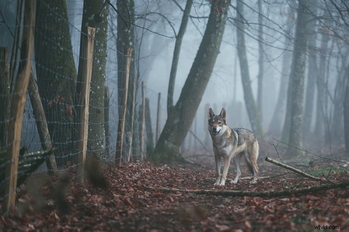 8 Expert Tips for Captivating Storytelling in Photography