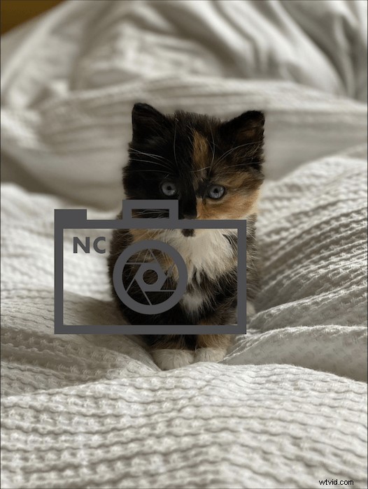 Create Professional Watermarks in Photoshop: Quick & Easy Tutorial