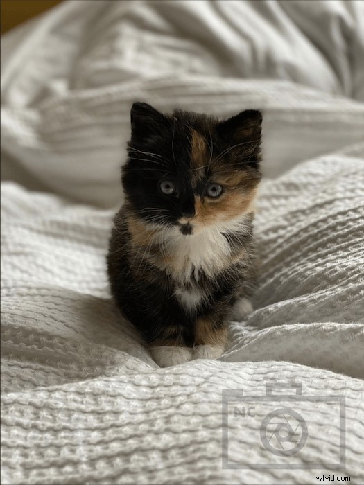 Create Professional Watermarks in Photoshop: Quick & Easy Tutorial