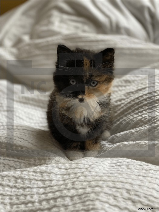 Create Professional Watermarks in Photoshop: Quick & Easy Tutorial