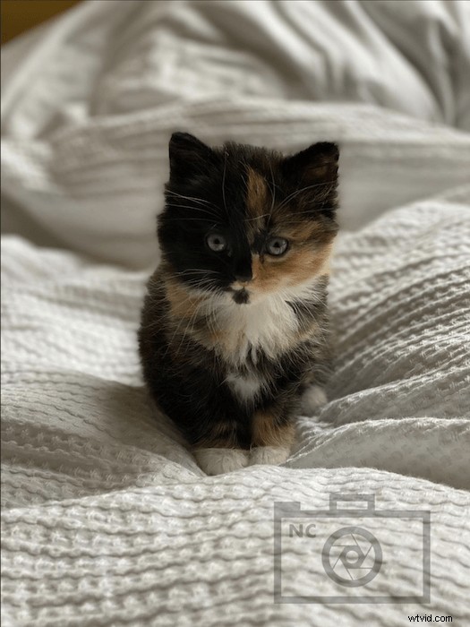 Create Professional Watermarks in Photoshop: Quick & Easy Tutorial