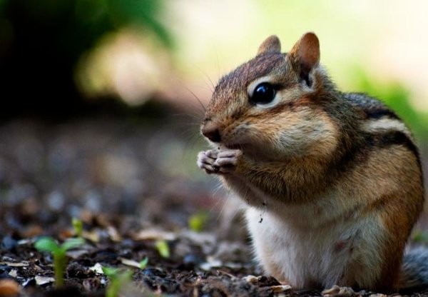 Master Low-Angle Shots: Day 6 Tips for the 30-Day Photography Challenge