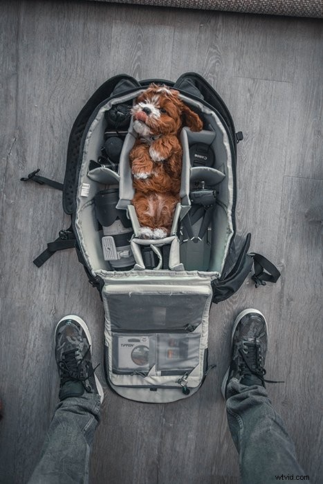 Elevate Your Pet Portraits: Creative Tips for Stunning Photography