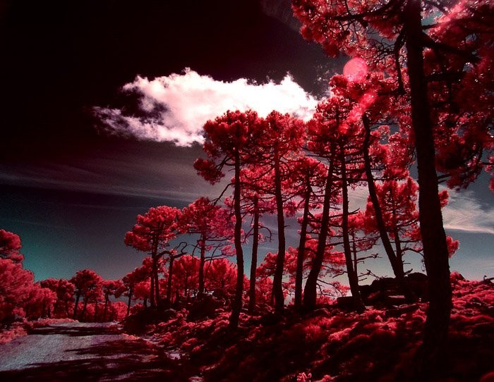Master Infrared Photography: Stunning Results with Basic Camera Gear
