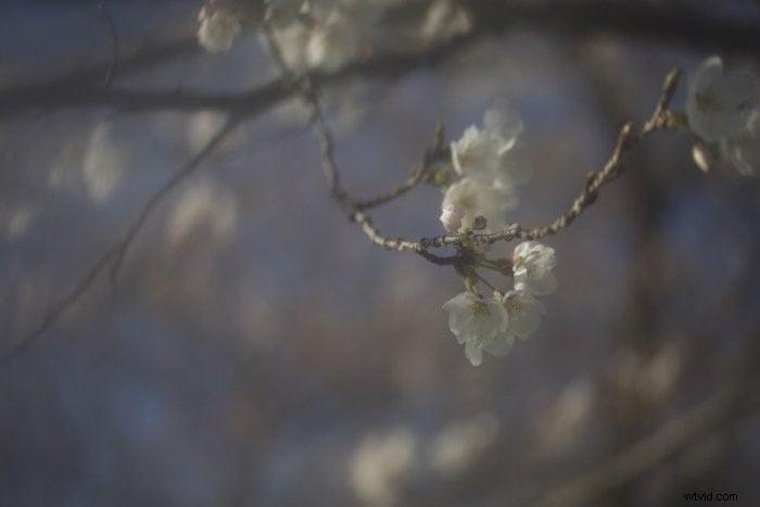 Master Soft Focus Photography: Techniques for Dreamy, Artistic Effects