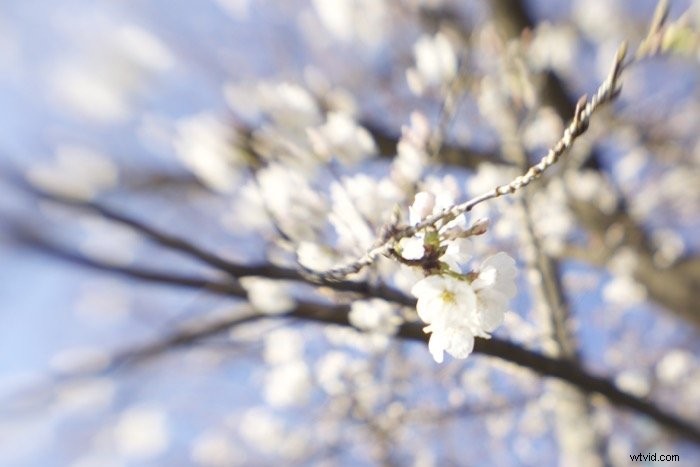 Master Soft Focus Photography: Techniques for Dreamy, Artistic Effects