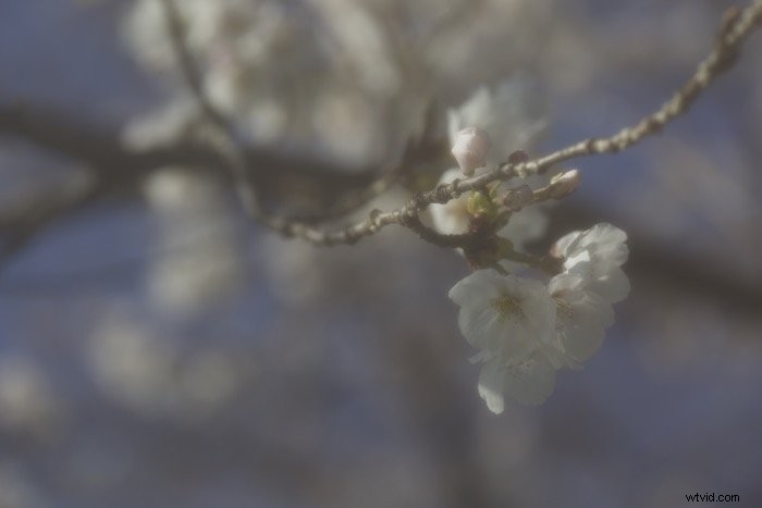 Master Soft Focus Photography: Techniques for Dreamy, Artistic Effects