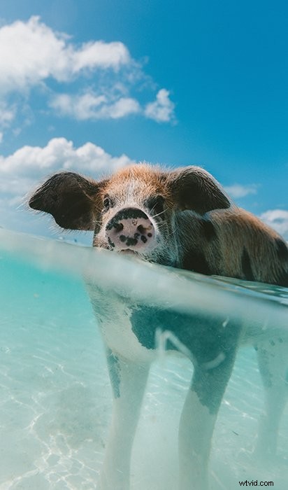 39 Stunning Underwater Photography Examples to Inspire Your Next Shoot