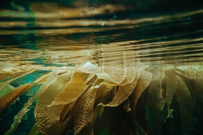 39 Stunning Underwater Photography Examples to Inspire Your Next Shoot
