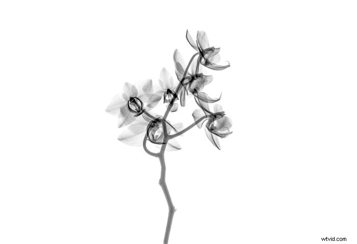 Ultimate Guide: How to Choose the Best Film Scanner for Photography