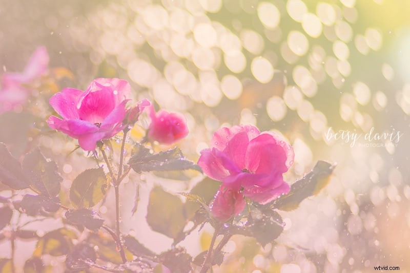 Finding the Light, Part 3: Mastering Golden Hour Photography