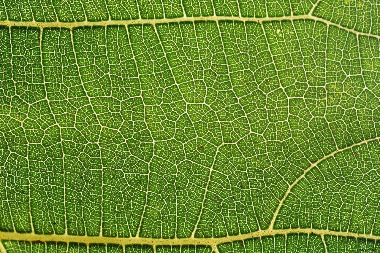 Master Displacement Maps in Photoshop: 7 Easy Steps for Stunning Effects