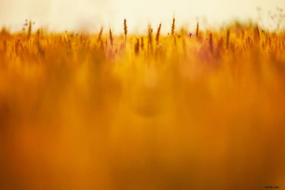 Top Photoshop Alternatives for Professional Photo Editing