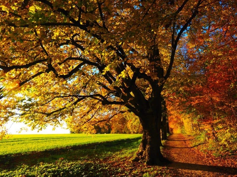 9 Expert Tips to Capture Stunning Autumn Foliage and Breathtaking Fall Photos