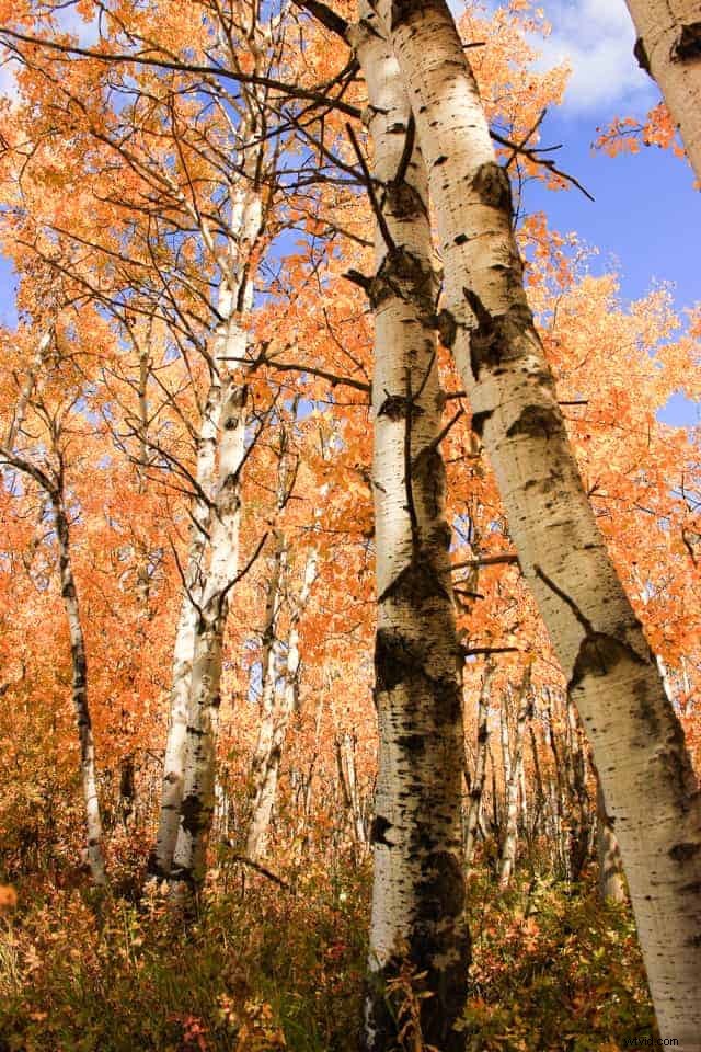 9 Expert Tips to Capture Stunning Autumn Foliage and Breathtaking Fall Photos