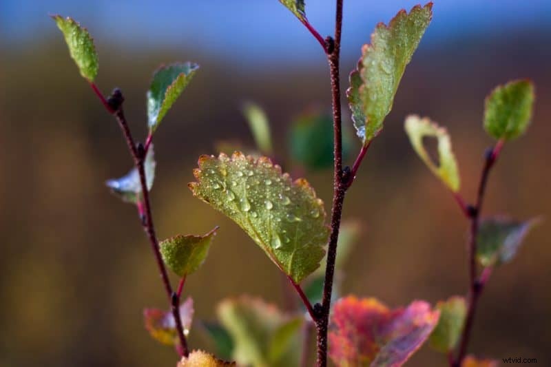 9 Expert Tips to Capture Stunning Autumn Foliage and Breathtaking Fall Photos