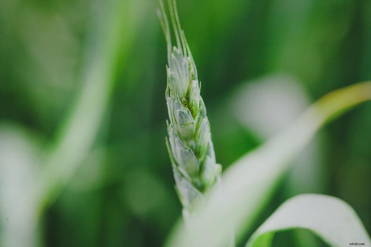 Stop Pixel Peeping: Overcome Perfectionism and Eliminate Business Stress