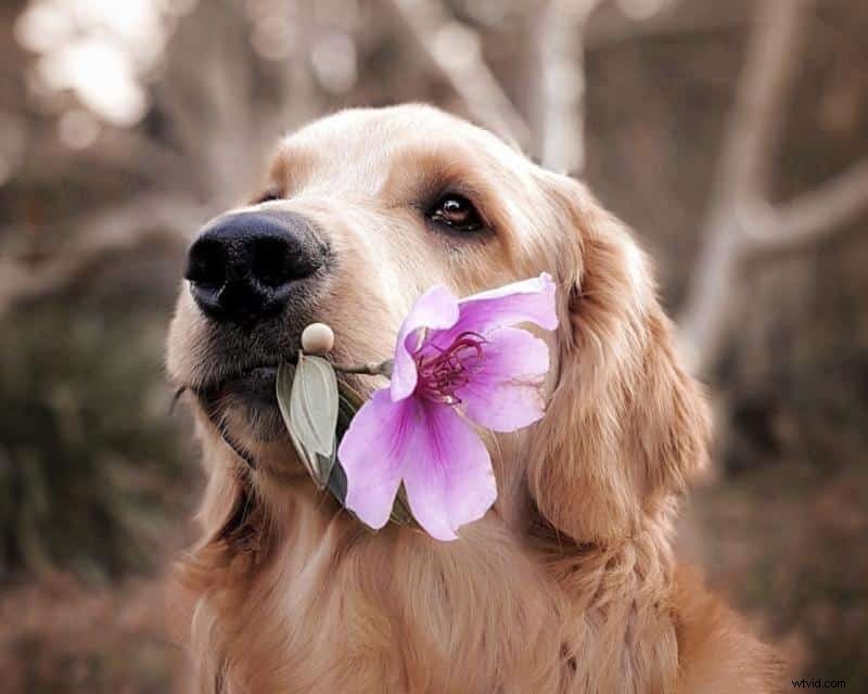 Bokeh for Beginners: Master Stunning Blurry Backgrounds in Photography