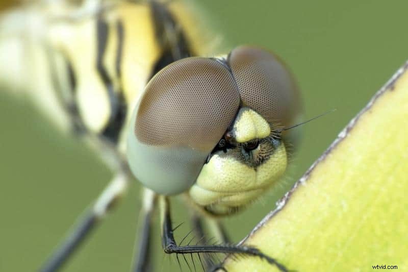 Bokeh for Beginners: Master Stunning Blurry Backgrounds in Photography