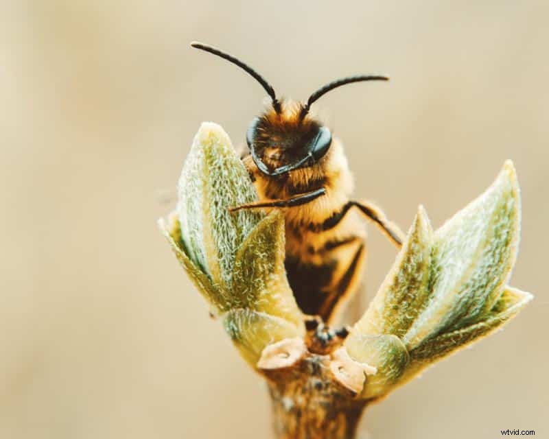 Bokeh for Beginners: Master Stunning Blurry Backgrounds in Photography