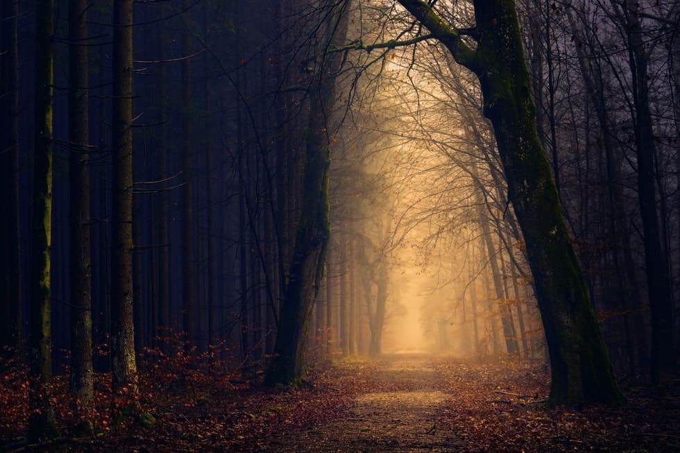 Master Forest Photography: The Ultimate Guide to Stunning Woodland Shots