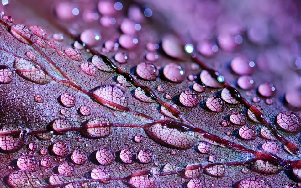 12 Easy Macro Photography Ideas & Inspiration for Beginners and Enthusiasts