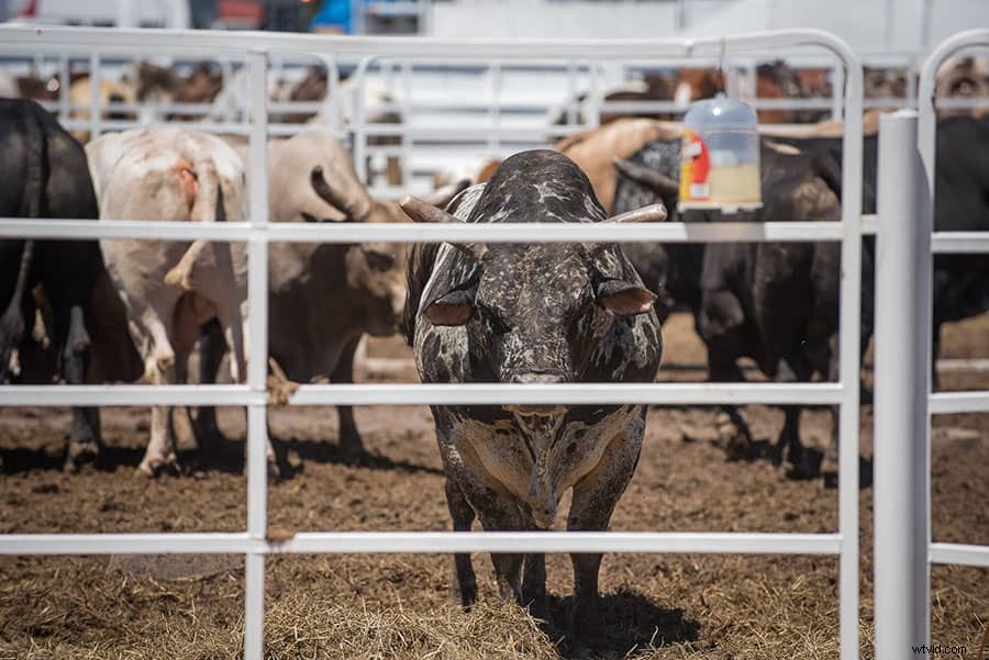 Capture the Thrill: Ultimate Beginner s Guide to Rodeo Photography