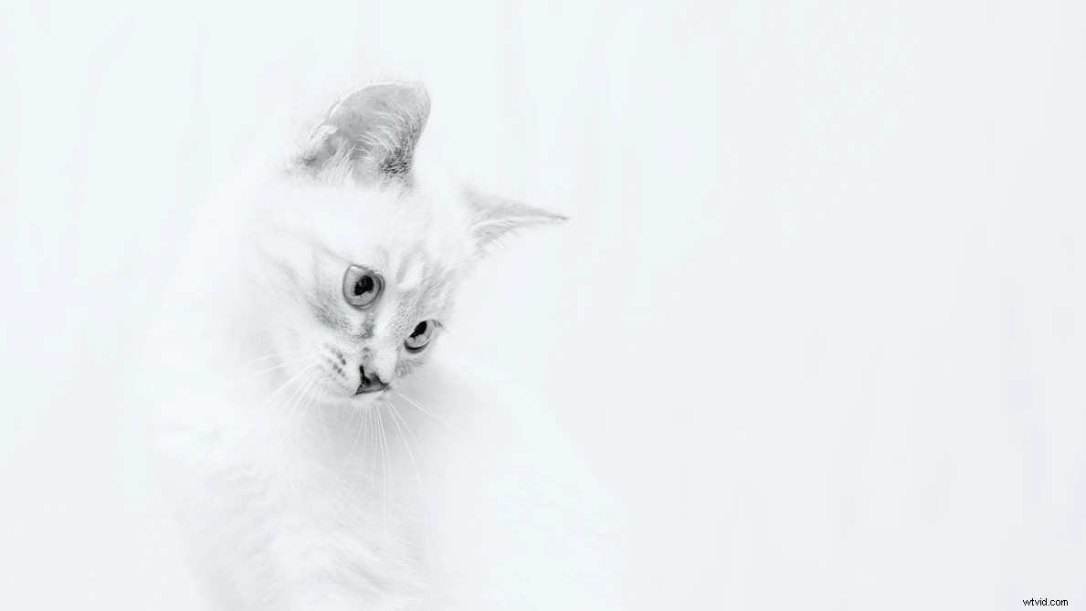 Master the Perfect Bright White Background: Pro High-Key Photography Guide