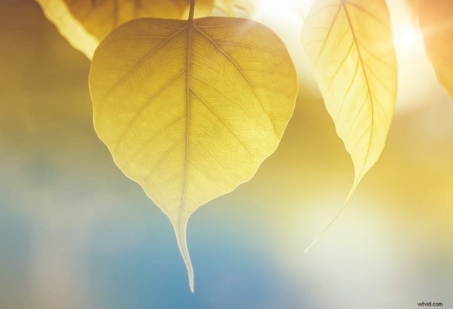 Essential Photography Terms: Complete Glossary for Beginners and Pros