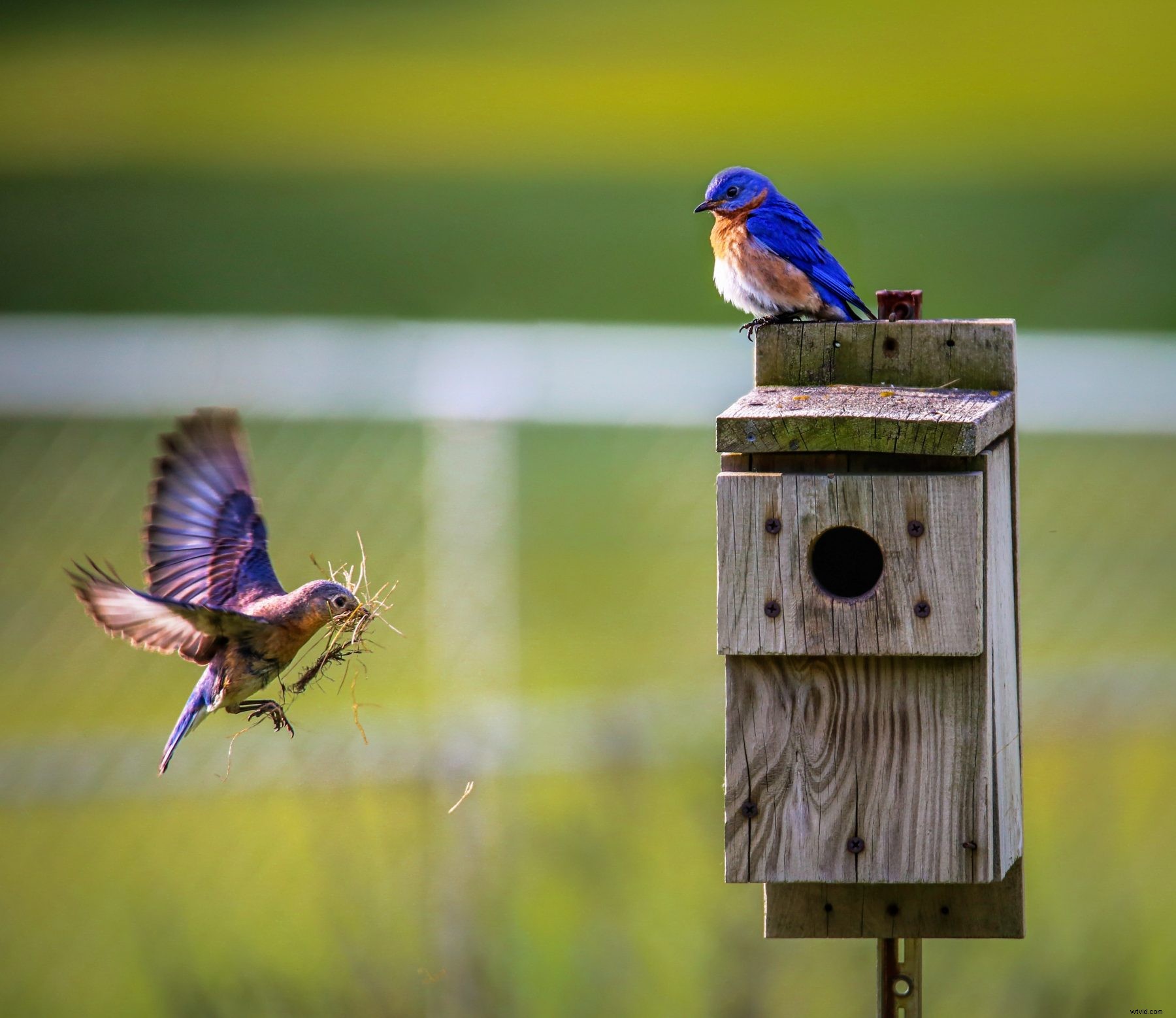 Expert Guide: Photographing Birds in Flight for Stunning Action Shots