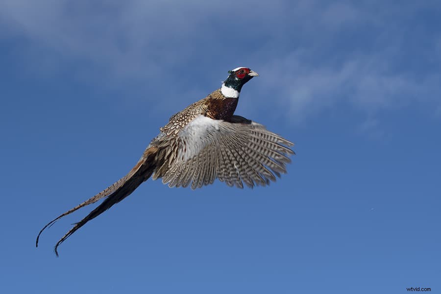 Expert Guide: Photographing Birds in Flight for Stunning Action Shots