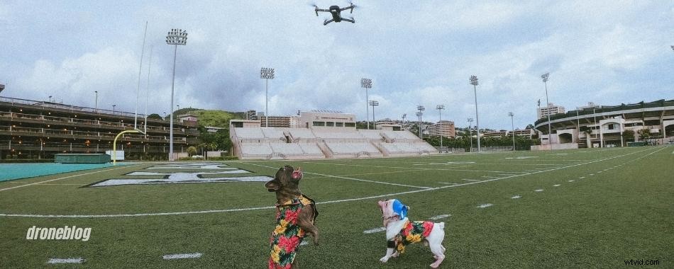 Do Dogs Fear Drones? Essential Insights for Pet Owners and Drone Pilots